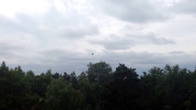 Коршун с высоты птичьего полета, крик коршуна. Kite aerial view . смотреть онлайн