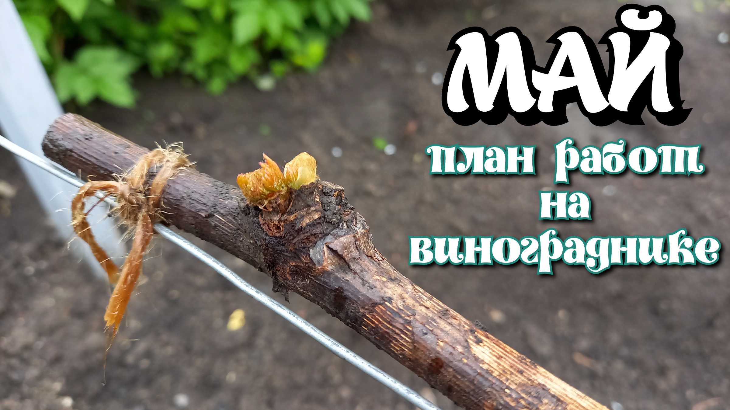 Май 2023. План работ на винограднике. смотреть онлайн