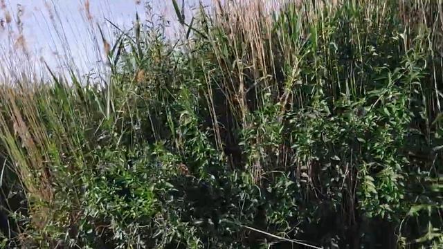 закоулки Балатона смотреть онлайн
