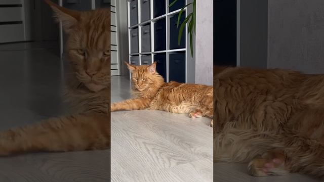 Кот Мейн-Кун ? #cat #mainecoon #mainecoone #котики #мейнкункотята #мейнкуны #симба смотреть онлайн
