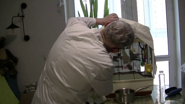 Как правильно делать ингаляции мелким попугаям и птицам. смотреть онлайн