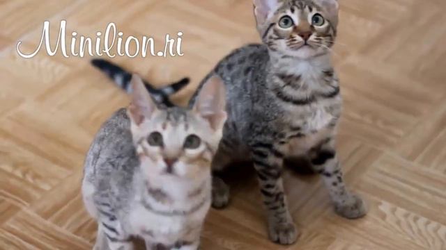 саванны смотреть онлайн