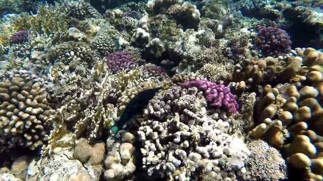 Египет. Марса Алам. Отпуск-подарок на День рождения. Снорклинг House reef...24.04.2023 год-ч.19. смотреть онлайн
