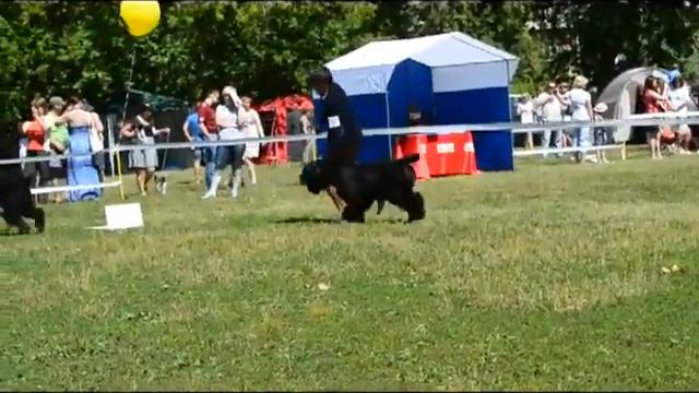 Суки юниорки смотреть онлайн