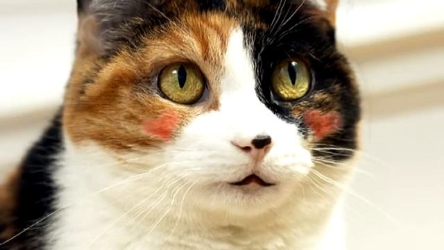 Мур мяу смотреть онлайн