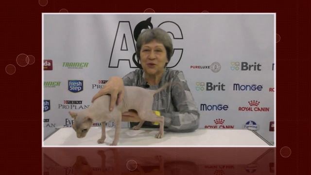 Признание породы Эльфы смотреть онлайн