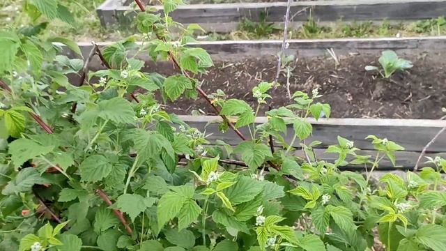 Мой амурский сад 11 июня 2021 года. Феерично зацвел клематис смотреть онлайн