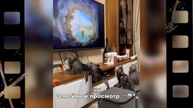 Какие же разные котики ???? смотреть онлайн