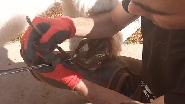 ¿Cómo se le ARREGLAN los CASCOS a un CABALLO? SIN HERRADURAS? смотреть онлайн