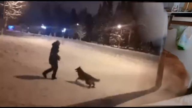 Классификация игр с собакой смотреть онлайн