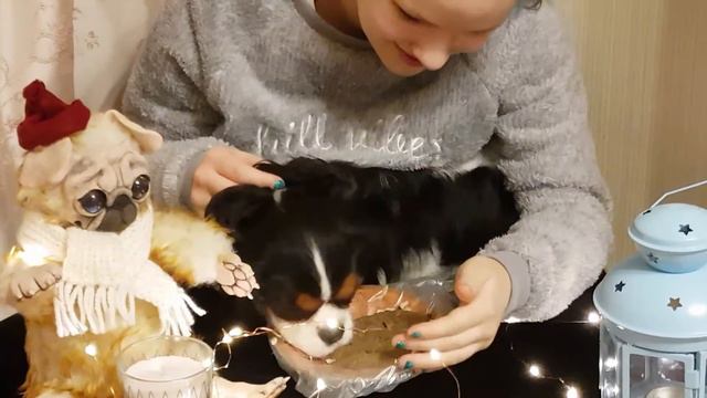 День Рождение моей собаки! Нам 1 годик!!! смотреть онлайн