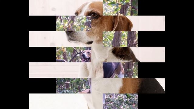 American Foxhound (dog breed HD slide show)! / Американский фоксхаунд смотреть онлайн