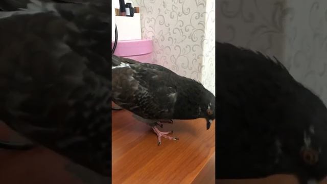 Боевой голубь , бешенство , лечение  вертячки, 1 месяц.