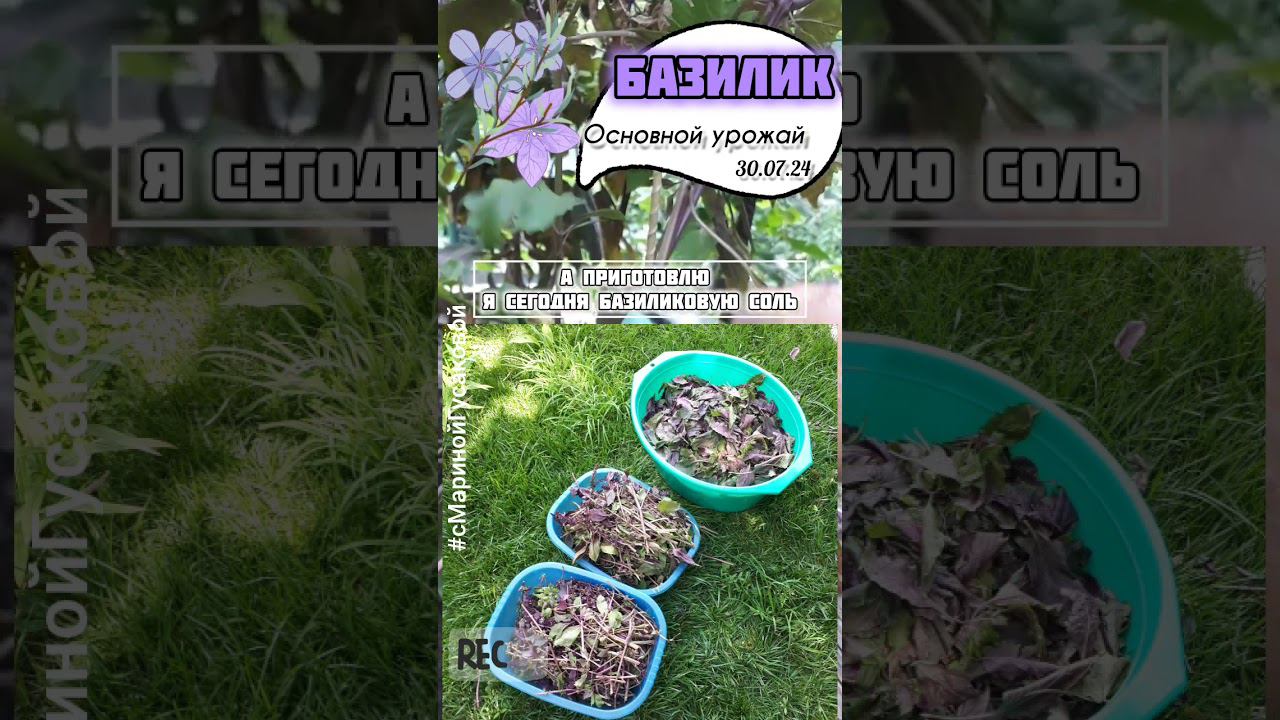 БАЗИЛИК снимаю огромный урожай. Как Вырастить базилик БУКЕТНЫМ СПОСОБОМ | с Мариной Гусаковой смотреть онлайн