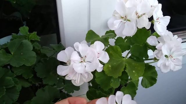 Пеларгония Eras Ylva смотреть онлайн