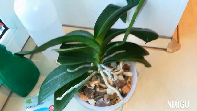 КЛЕЩ НА ОРХИДЕЕ ?️ Как выглядят повреждения от паутинного клеща на листе и способы борьбы с ним. смотреть онлайн