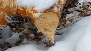 Как зимуют бобры.