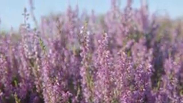 Yспокаивающая музыка для нервов ? лечебная музыка для сердца и сосудов, релакс #23 смотреть онлайн