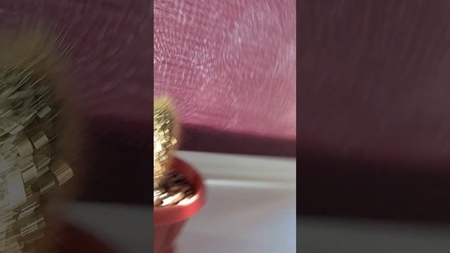 кактус ( второй день после пересаживания ) смотреть онлайн