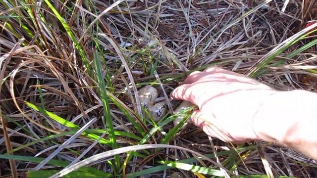 Hunting the King of Mushrooms in the Pacific Northwest смотреть онлайн
