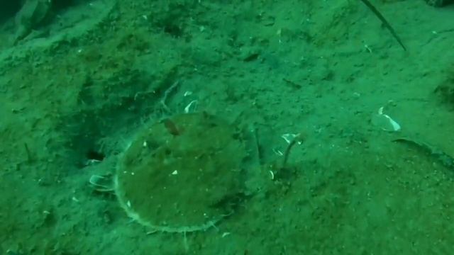 Трепанг. Гребешок. Остров Русский