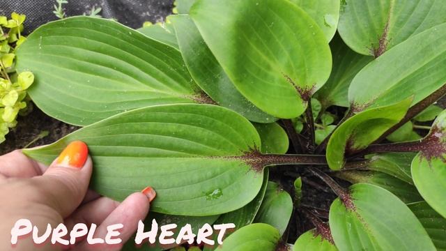 Хоста сорт Purple Heart смотреть онлайн