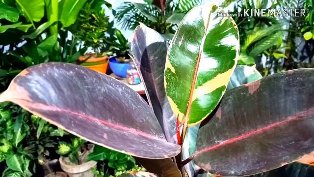 How to grow Rubber plant | Ficus Elastica | Variegated Rubber plant | Care of Rubber plant смотреть онлайн