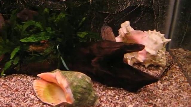 Telmatochromis burgeoni 1 смотреть онлайн