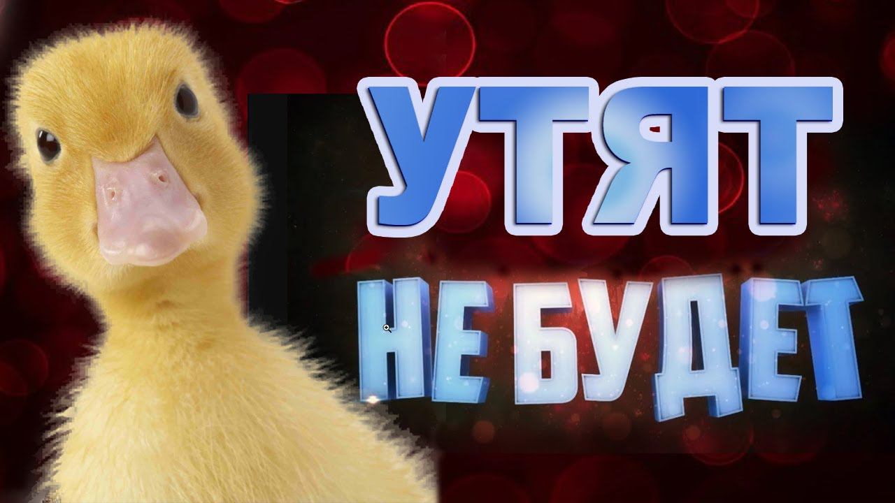НЕ БУДЕТ мускусной утки ОРВИЯ. Яйцо не дали. смотреть онлайн