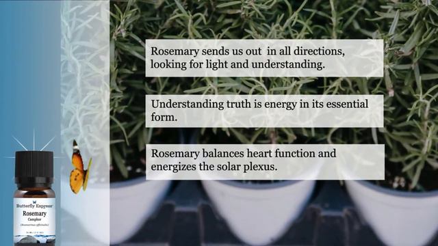 Rosemary Camphor Essential Oil from Butterfly Essential Oils смотреть онлайн