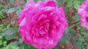 Роза ВЕЛАСКЕС - бриллиант розовой коллекции!