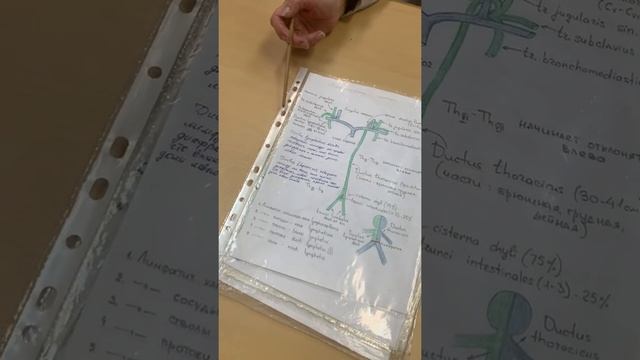 Лимфатическая система. Грудной ствол. Соколова Е.А. смотреть онлайн