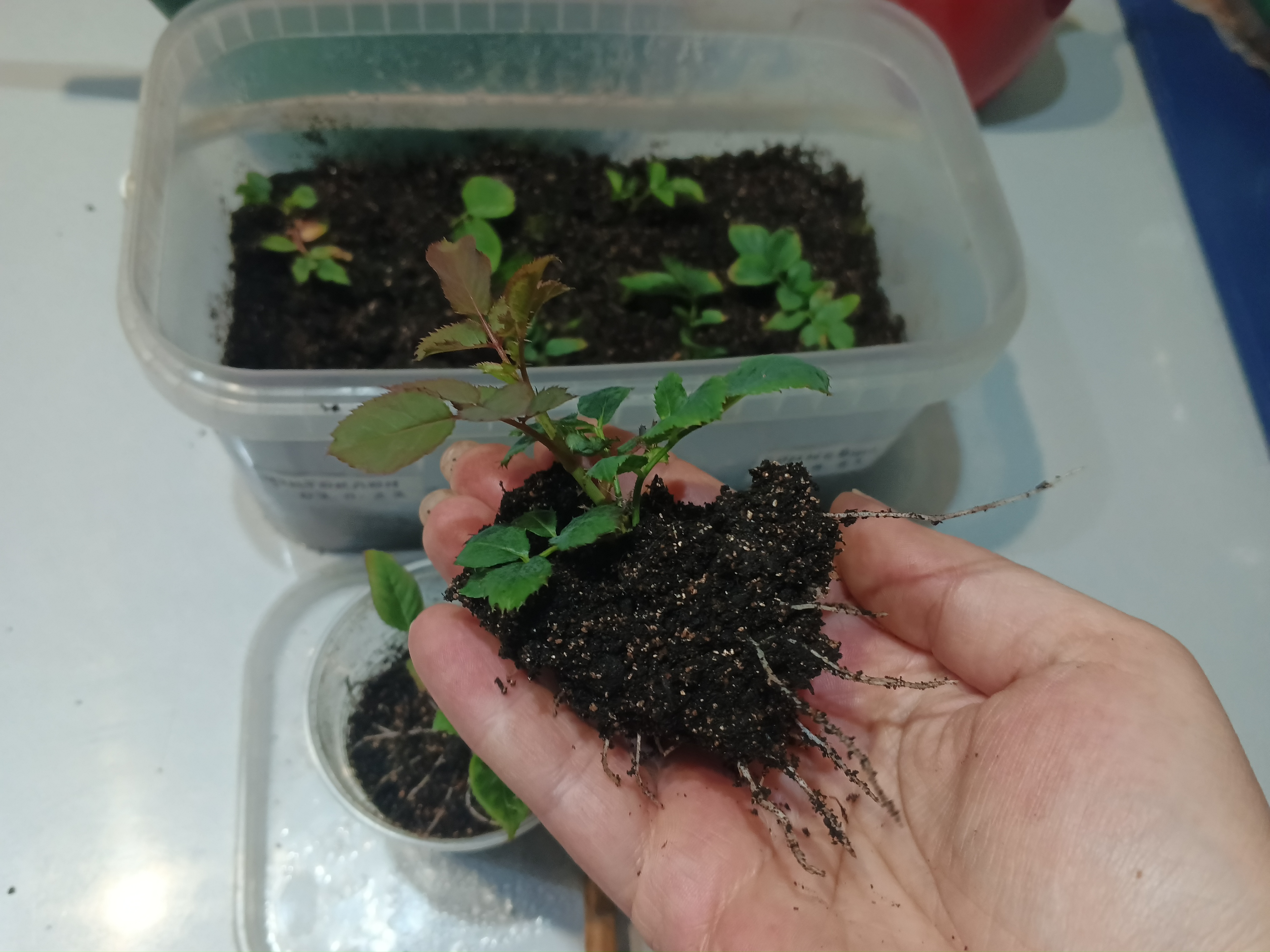 Черенкование роз поздней осенью ростком. Часть 2. смотреть онлайн