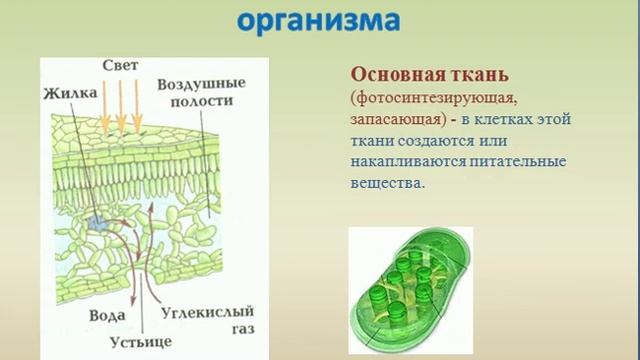 Ткани растений презентация смотреть онлайн