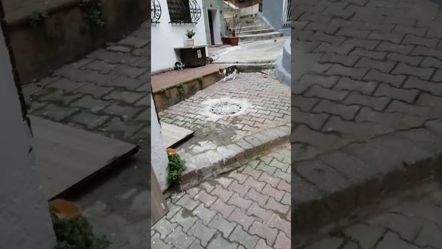 в Турции любят кошек и заботятся о бездомных животных! №-1 смотреть онлайн