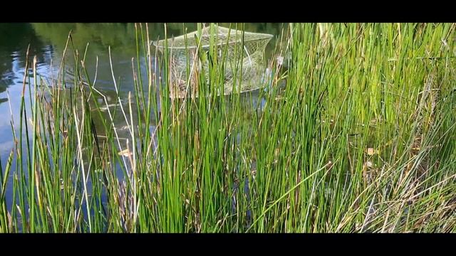 КАКИЕ БЫВАЮТ РАКОЛОВКИ и КАКАЯ ЛОВИТ РАКОВ БОЛЬШЕ. смотреть онлайн