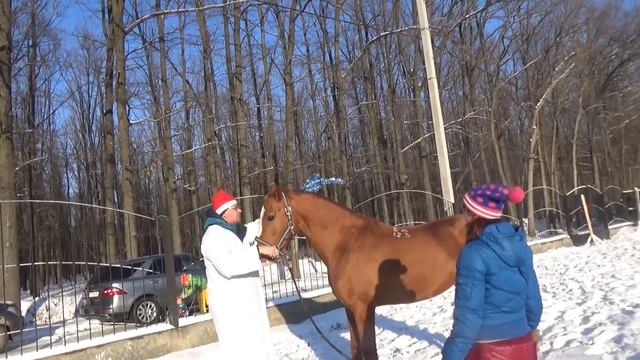 Новогодняя сказка 2016