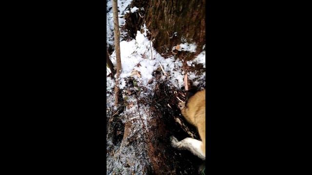 Охота на куницу с Лайками смотреть онлайн