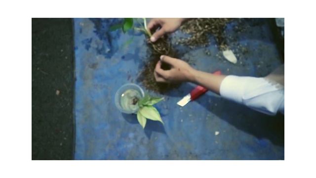 Unboxing Tanaman Hias Aglaonema Frozen Dapat Bonus Philodendron Pedatum смотреть онлайн