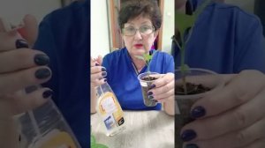 Перцы сбрасывают листья? Что  делать?
