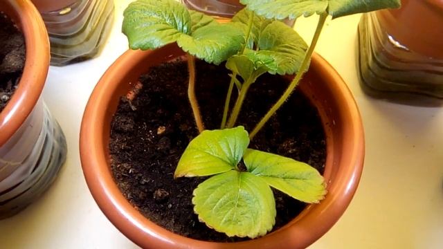 Выращивание дома ремонтантная клубника земляника strawberry на окне 31.08.18. смотреть онлайн