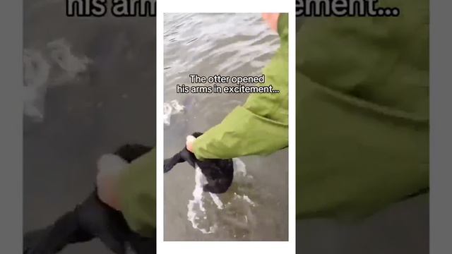 Самец морской выдры просит людей освободить его подругу из рыболовных сетей. смотреть онлайн