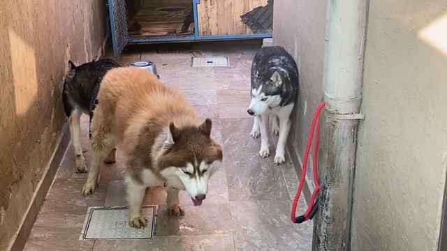 Husky Breeding | Horrible Mating | A lot of noise | Shadow & Lilly смотреть онлайн