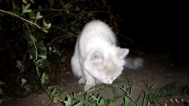 Дачный котик ? смотреть онлайн