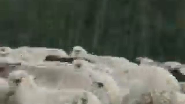 теберда стадо овец смотреть онлайн