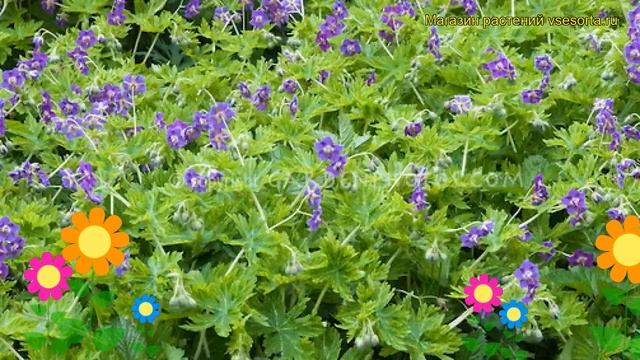 Герань темная Маргарет Вилсон. Краткий обзор, описание характеристик geranium phaeum Margaret Wilso смотреть онлайн