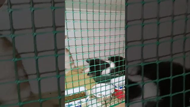 Котенок Пингвиненок обижает Цыплёнка. Приют Петербург смотреть онлайн