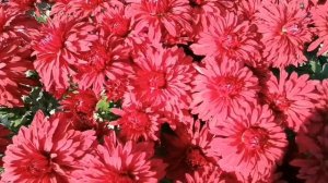 Хризантема корейская - для срезки в букет!