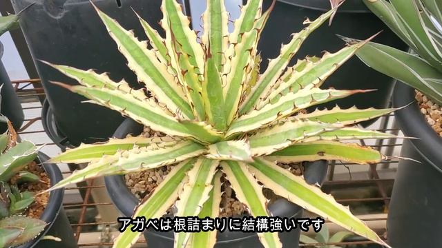 【アガベ】アガベの魅力とは！？ 色々なアガベの事語ります【Agave】【園芸】 смотреть онлайн