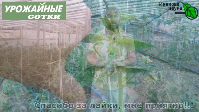 Нужна ли подкормка томатам? Простая диагностика, доступная каждому! смотреть онлайн